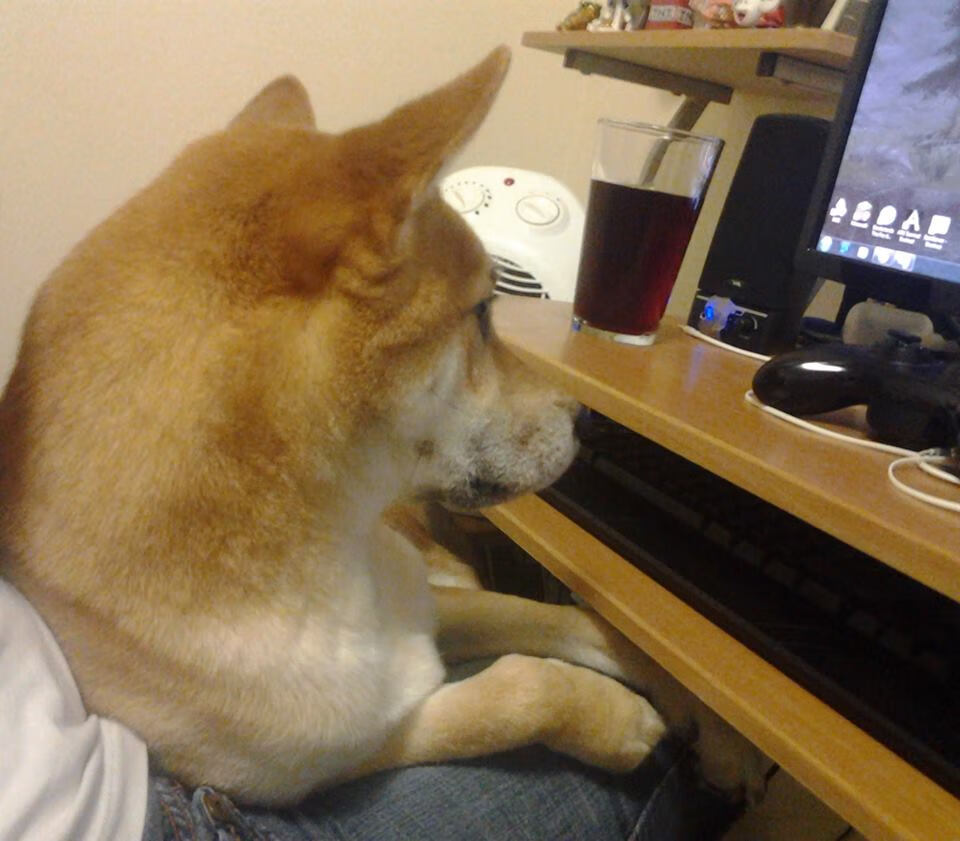 伊朗男排击败中国,三连冠加冕,伊朗男排接应