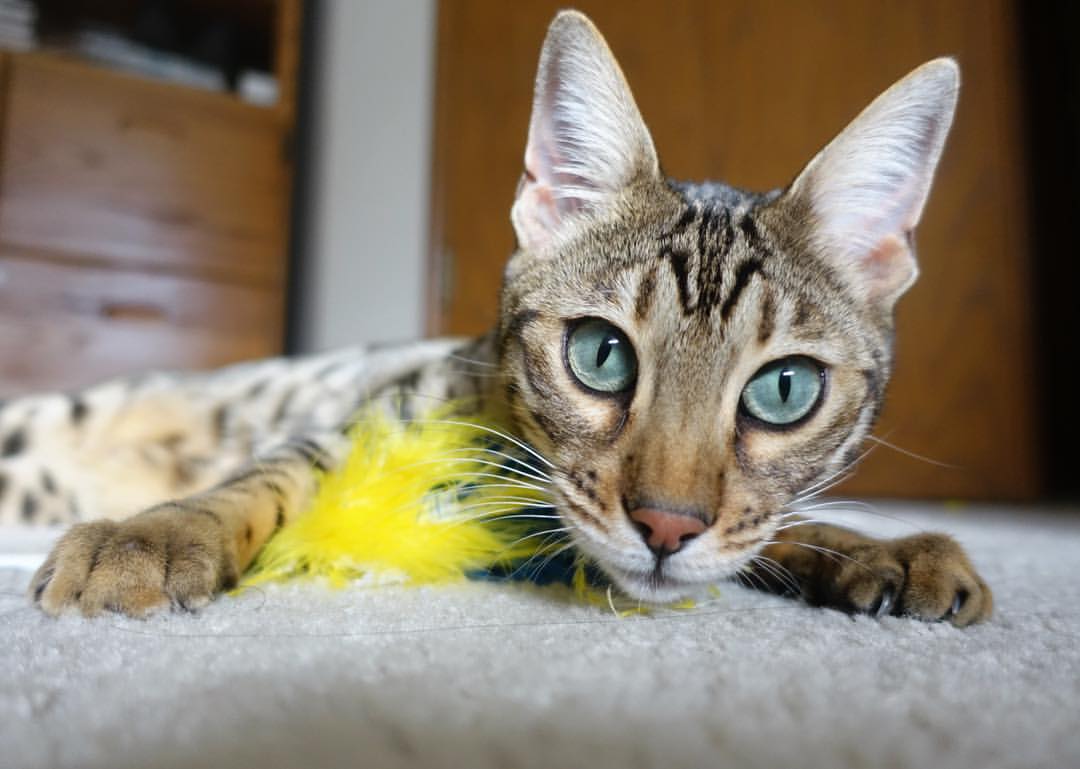 全国青少年“校园明星”篮球赛事激烈角逐冠军宝座，2020年全国青少年篮球比赛有哪些