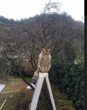 季后赛中的“奇迹逆转”:库里在第四节投中六个三分逆袭成功!