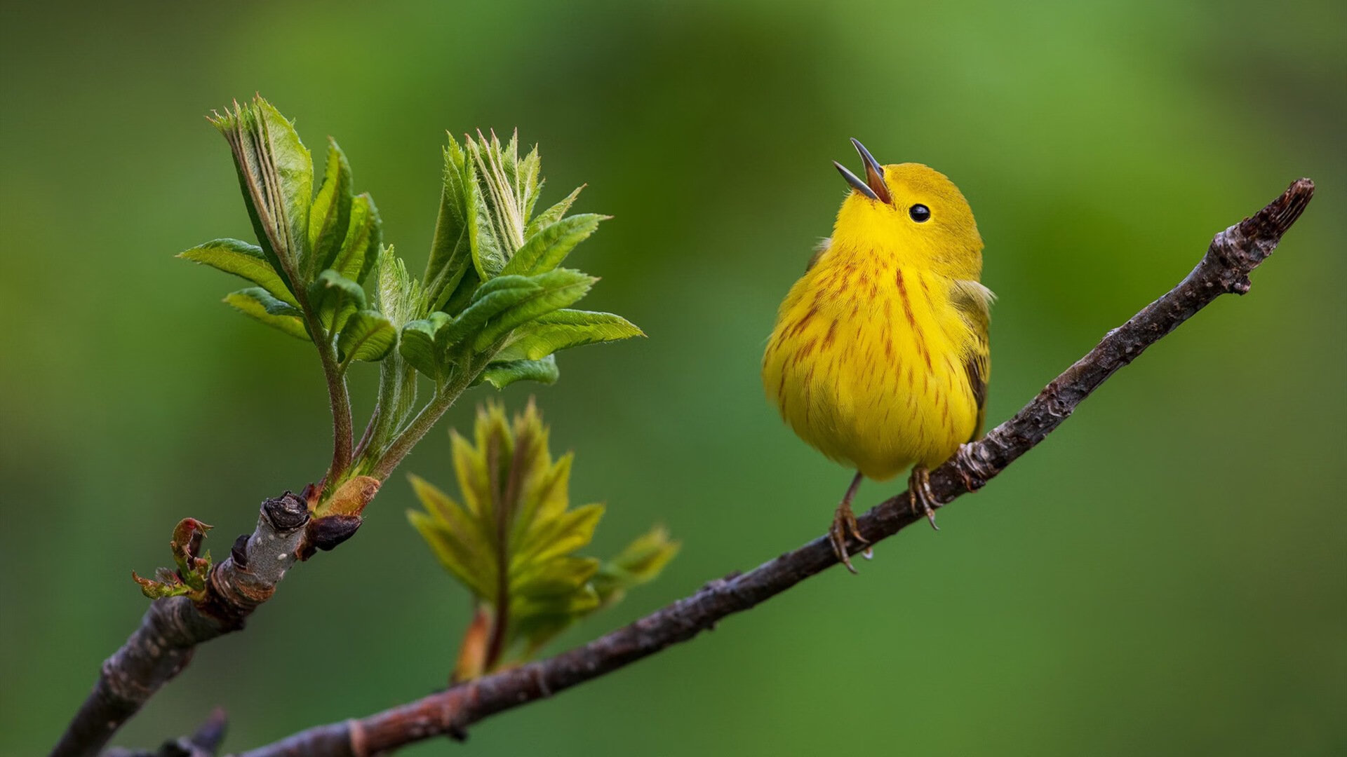开云中国官网-巴黎圣日耳曼引援持续升级，豪门阵容更豪华，巴黎圣日耳曼阵容强大